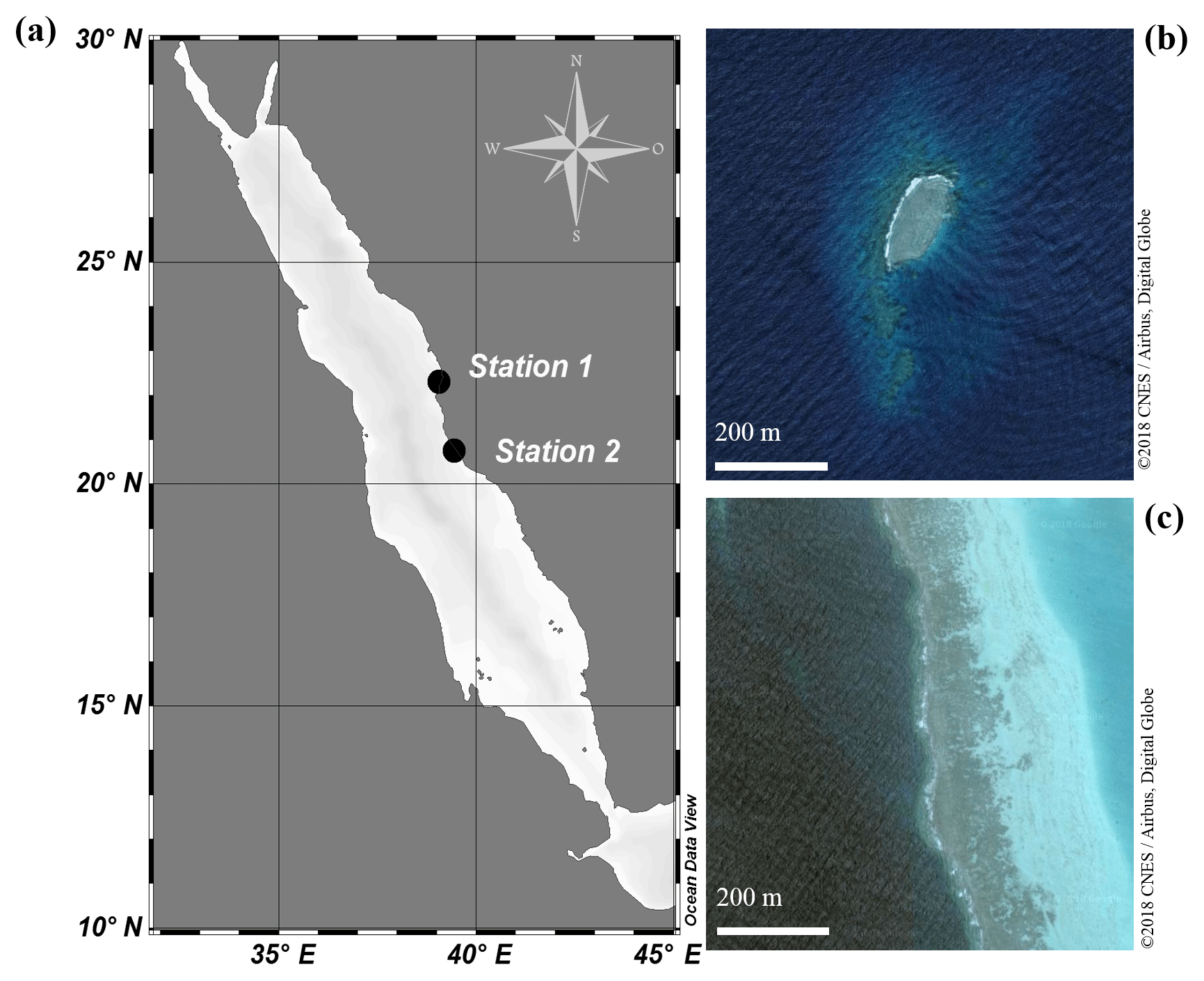 Bg Light Dependent Calcification In Red Sea Giant Clam Tridacna Maxima