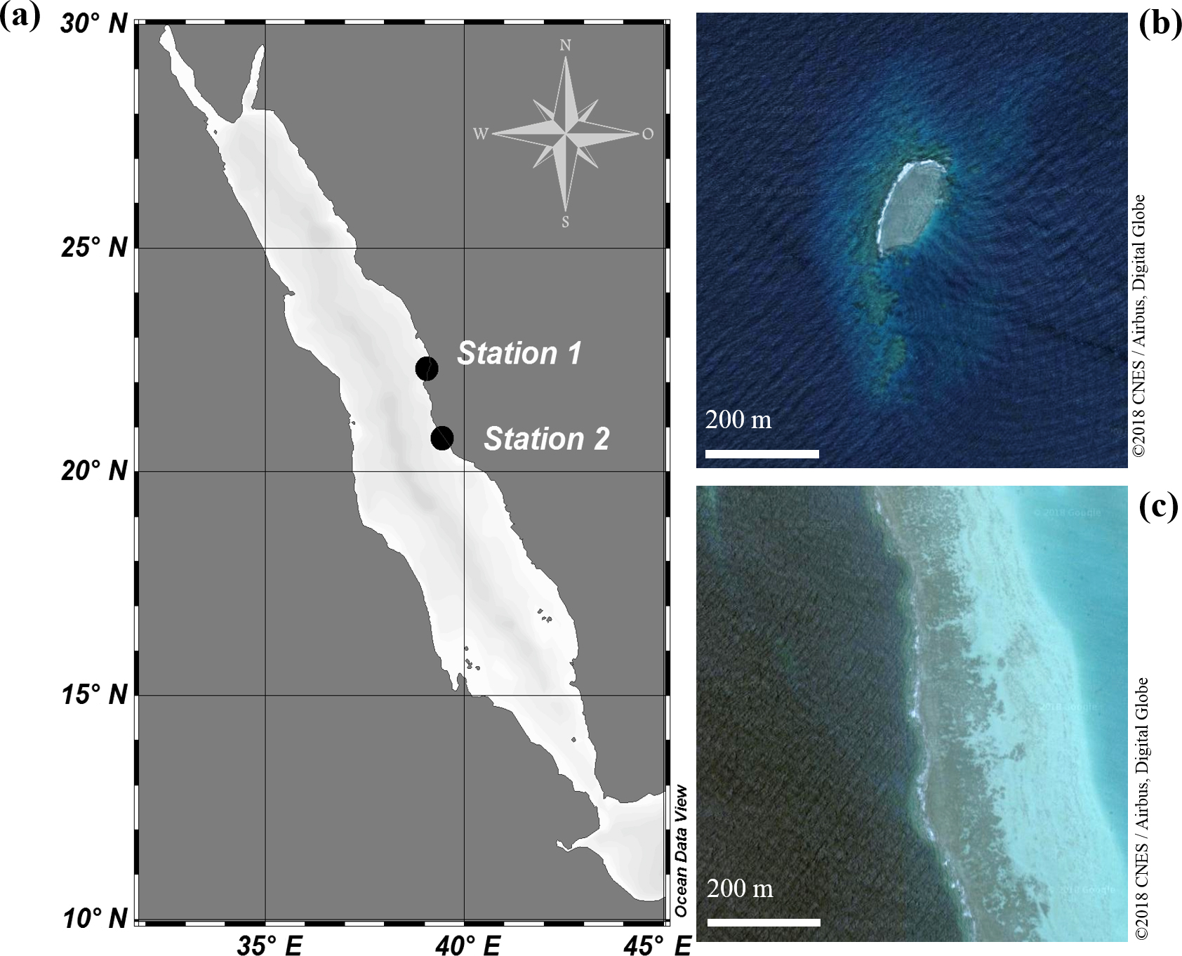 Bg Light Dependent Calcification In Red Sea Giant Clam Tridacna Maxima