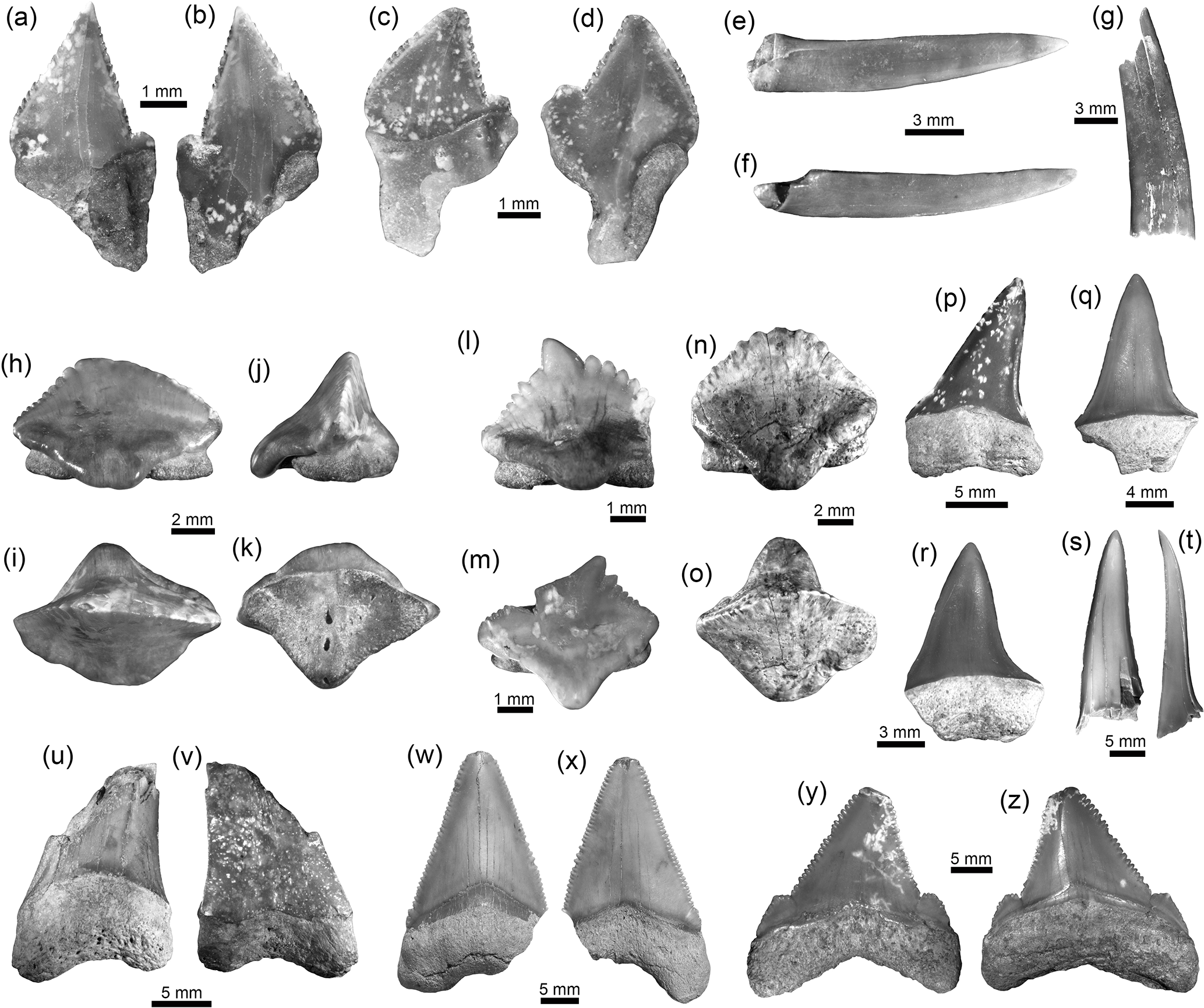 Bg Neogene Caribbean Elasmobranchs Diversity Paleoecology And Paleoenvironmental Significance Of The Cocinetas Basin Assemblage Guajira Peninsula Colombia