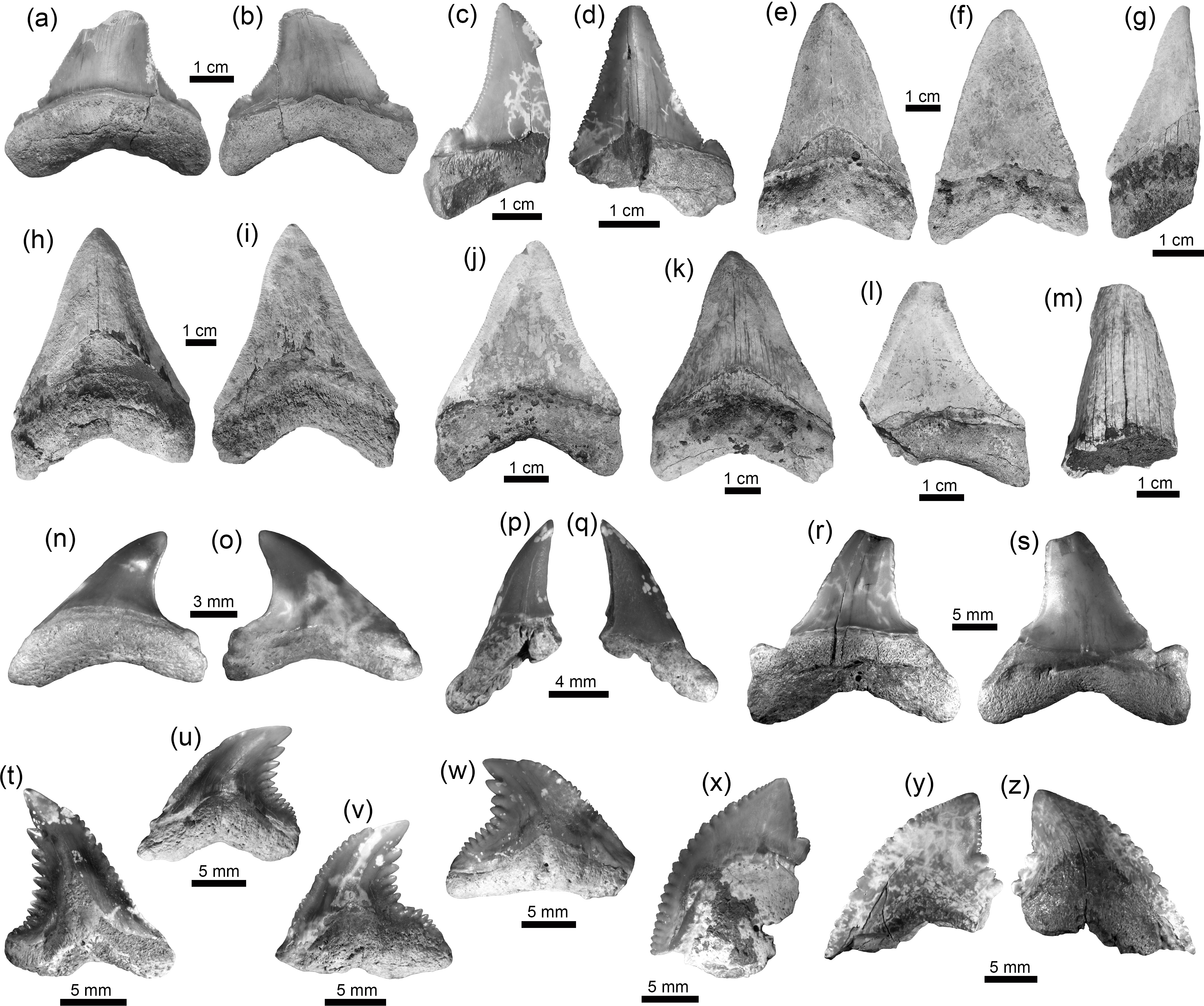 Bg Neogene Caribbean Elasmobranchs Diversity Paleoecology And Paleoenvironmental Significance Of The Cocinetas Basin Assemblage Guajira Peninsula Colombia
