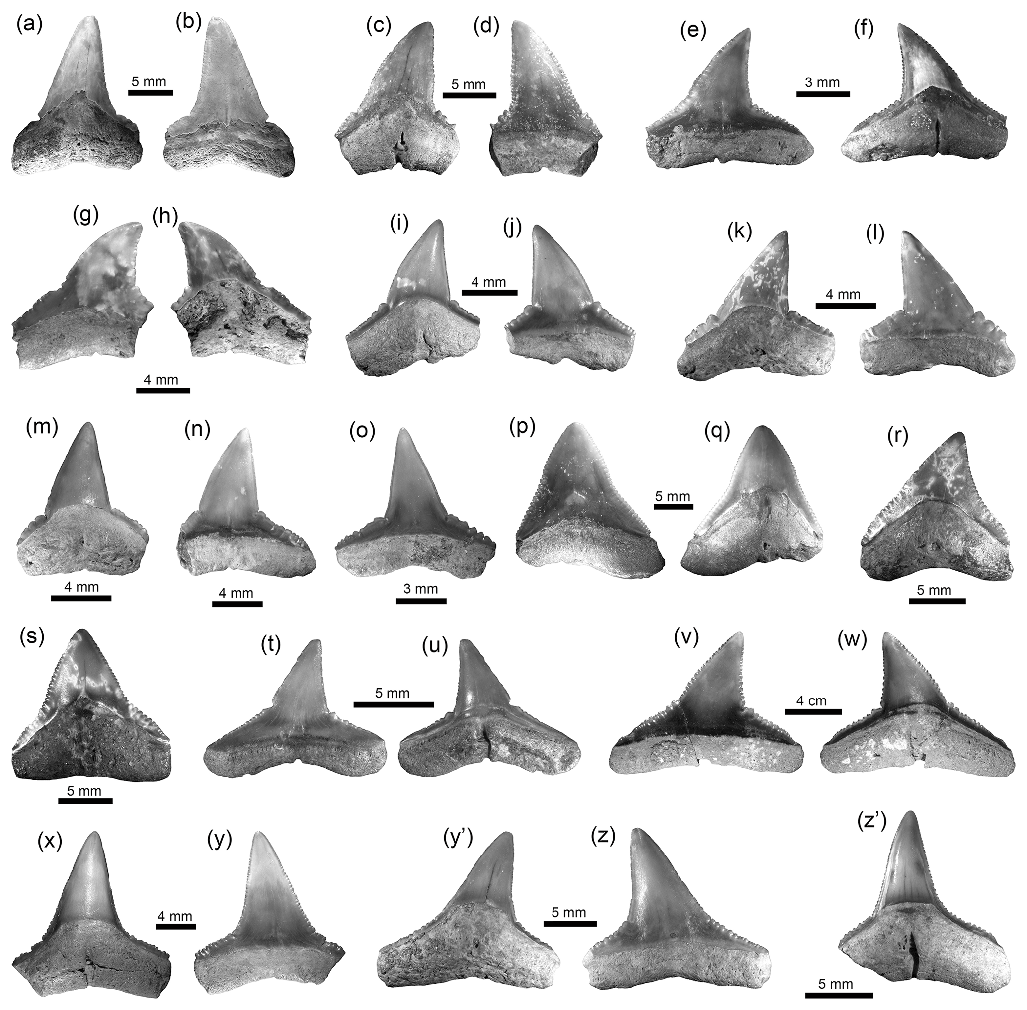 Bg Neogene Caribbean Elasmobranchs Diversity Paleoecology And Paleoenvironmental Significance Of The Cocinetas Basin Assemblage Guajira Peninsula Colombia