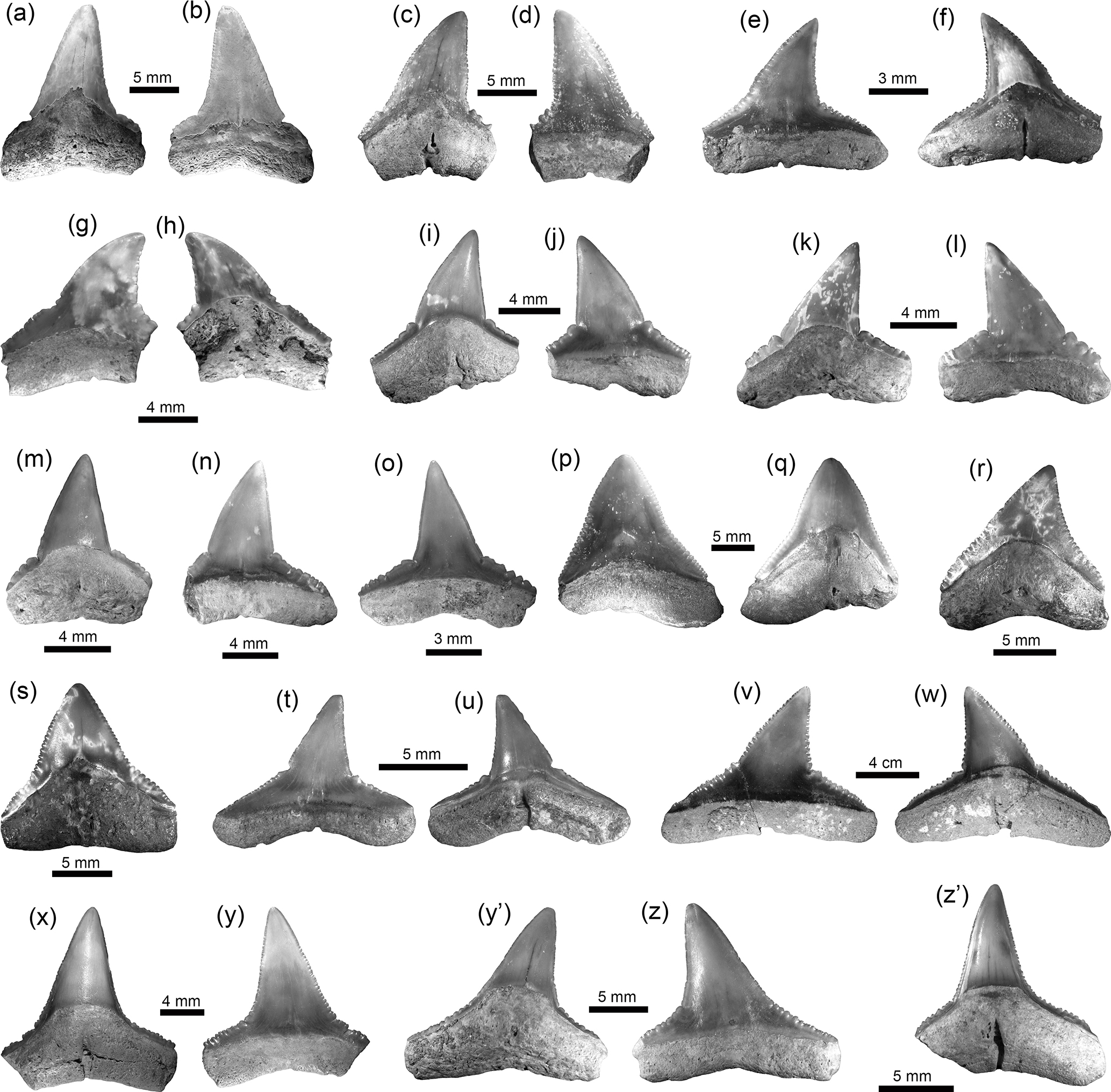 Bg Neogene Caribbean Elasmobranchs Diversity Paleoecology And Paleoenvironmental Significance Of The Cocinetas Basin Assemblage Guajira Peninsula Colombia