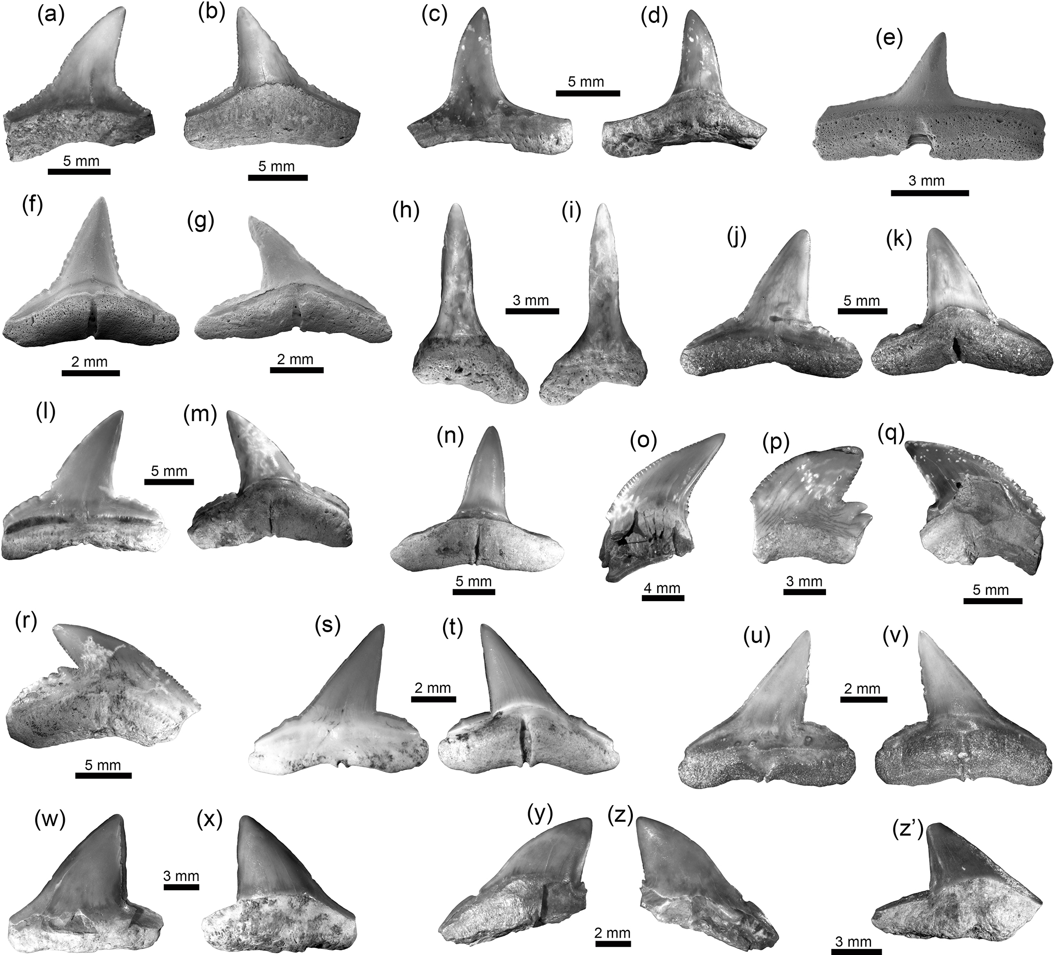 Bg Neogene Caribbean Elasmobranchs Diversity Paleoecology And Paleoenvironmental Significance Of The Cocinetas Basin Assemblage Guajira Peninsula Colombia