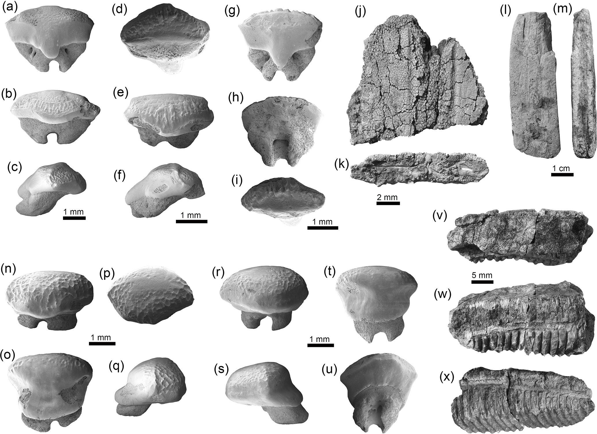 Bg Neogene Caribbean Elasmobranchs Diversity Paleoecology And Paleoenvironmental Significance Of The Cocinetas Basin Assemblage Guajira Peninsula Colombia
