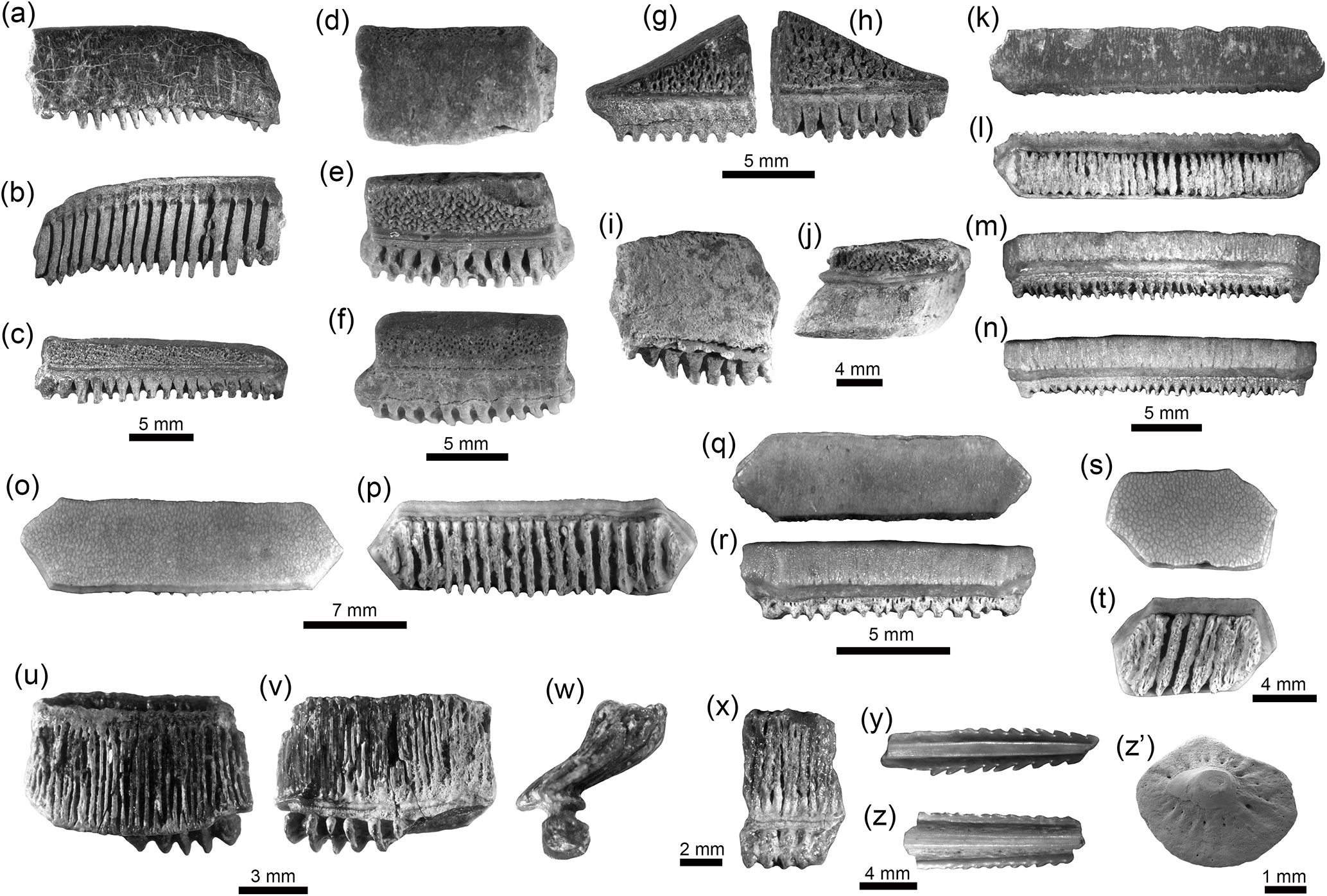 Bg Neogene Caribbean Elasmobranchs Diversity Paleoecology And Paleoenvironmental Significance Of The Cocinetas Basin Assemblage Guajira Peninsula Colombia