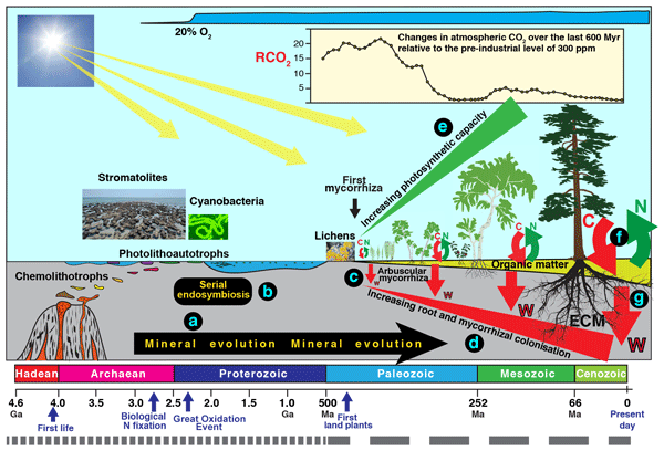 Mycorrhizas across scales: a journey between genomics, global