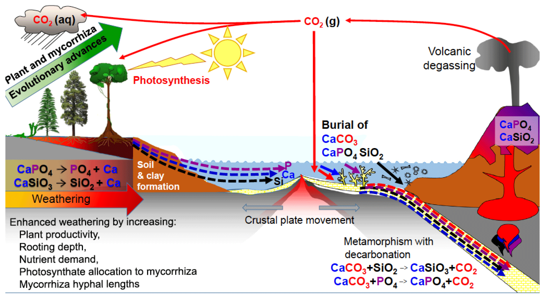 biological weathering diagram