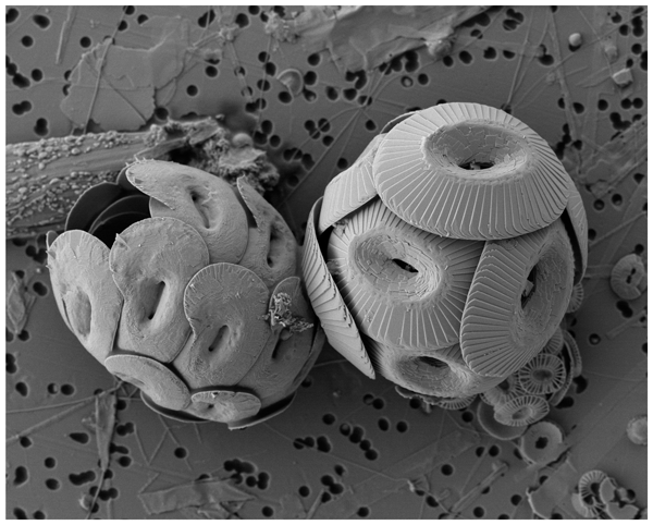 Bg Coccolithophore Biodiversity Controls Carbonate Export In The Southern Ocean