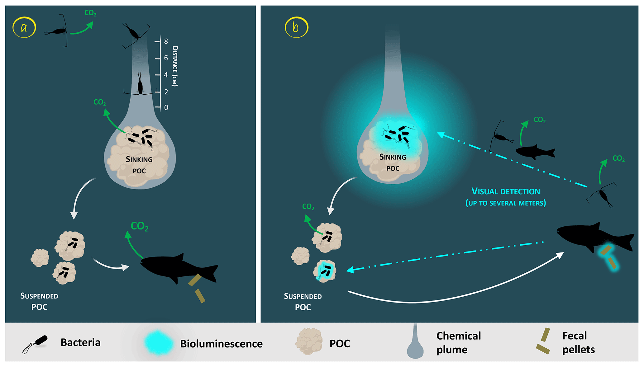 BG - Reviews and syntheses: Bacterial bioluminescence – ecology