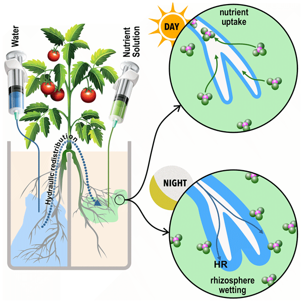 water nutrients