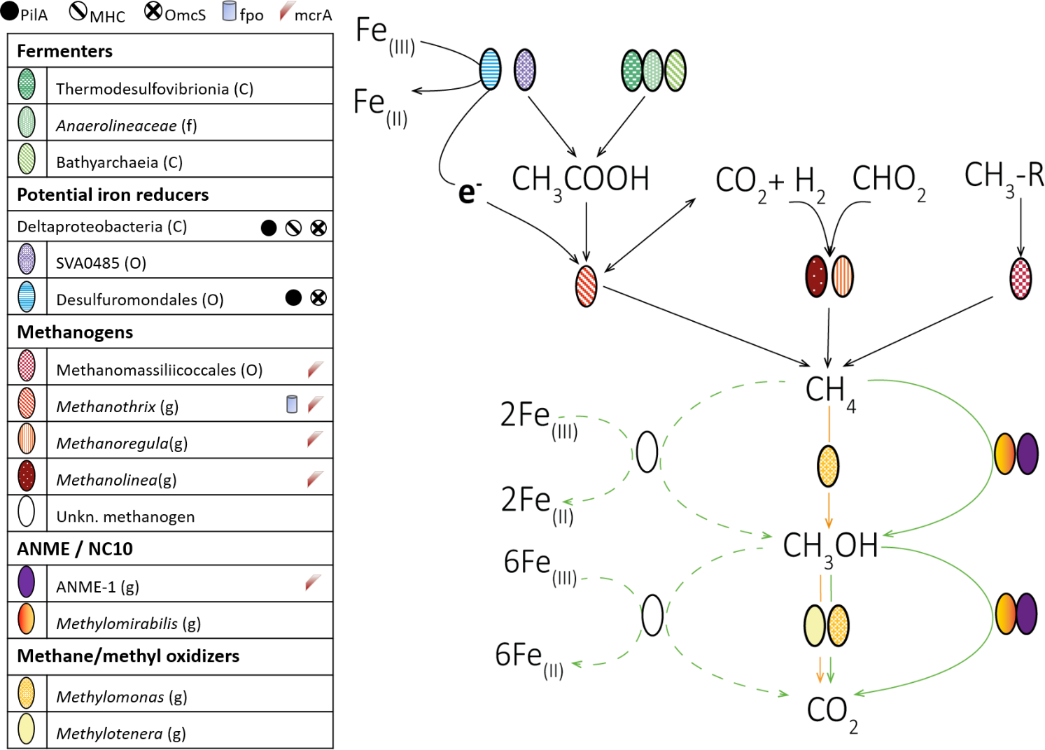 Magnetite Alters the Metabolic Interaction between Methanogens and