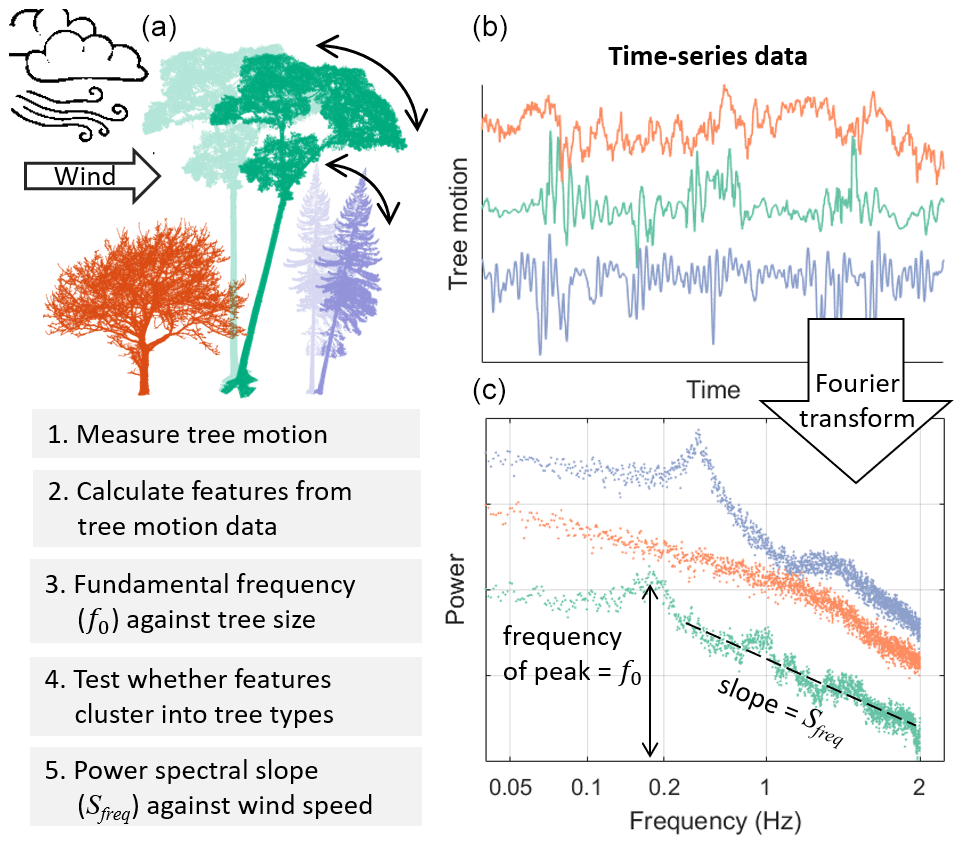 lette bibliotek Telemacos BG - The motion of trees in the wind: a data synthesis