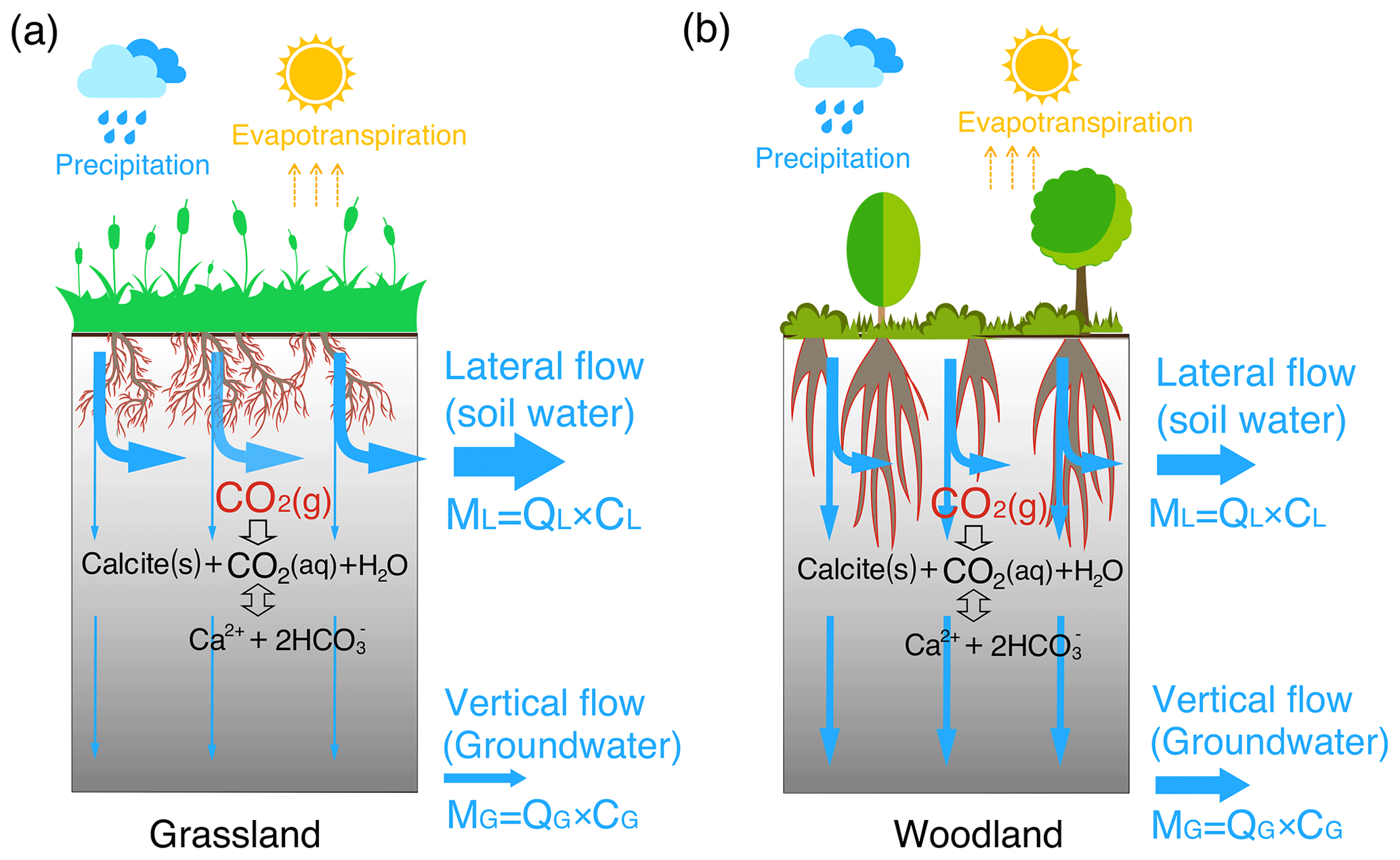 BG - Deepening roots can enhance carbonate weathering by