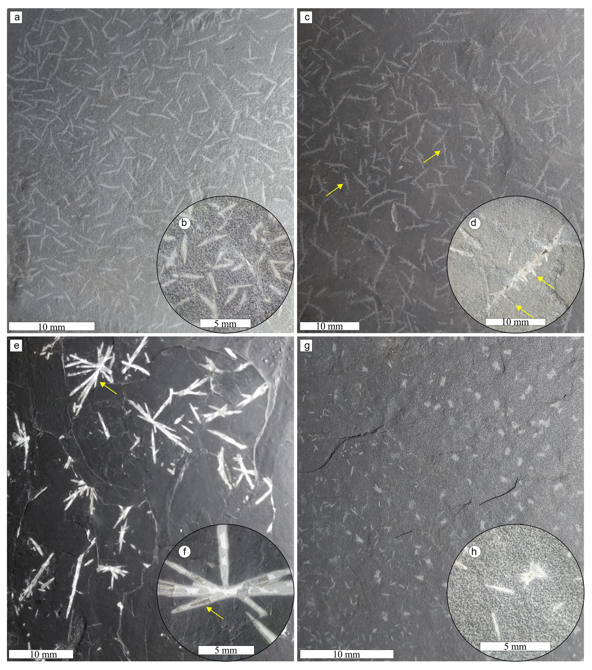 BG - Deciphering the origin of dubiofossils from the Pennsylvanian of the  Paraná Basin, Brazil