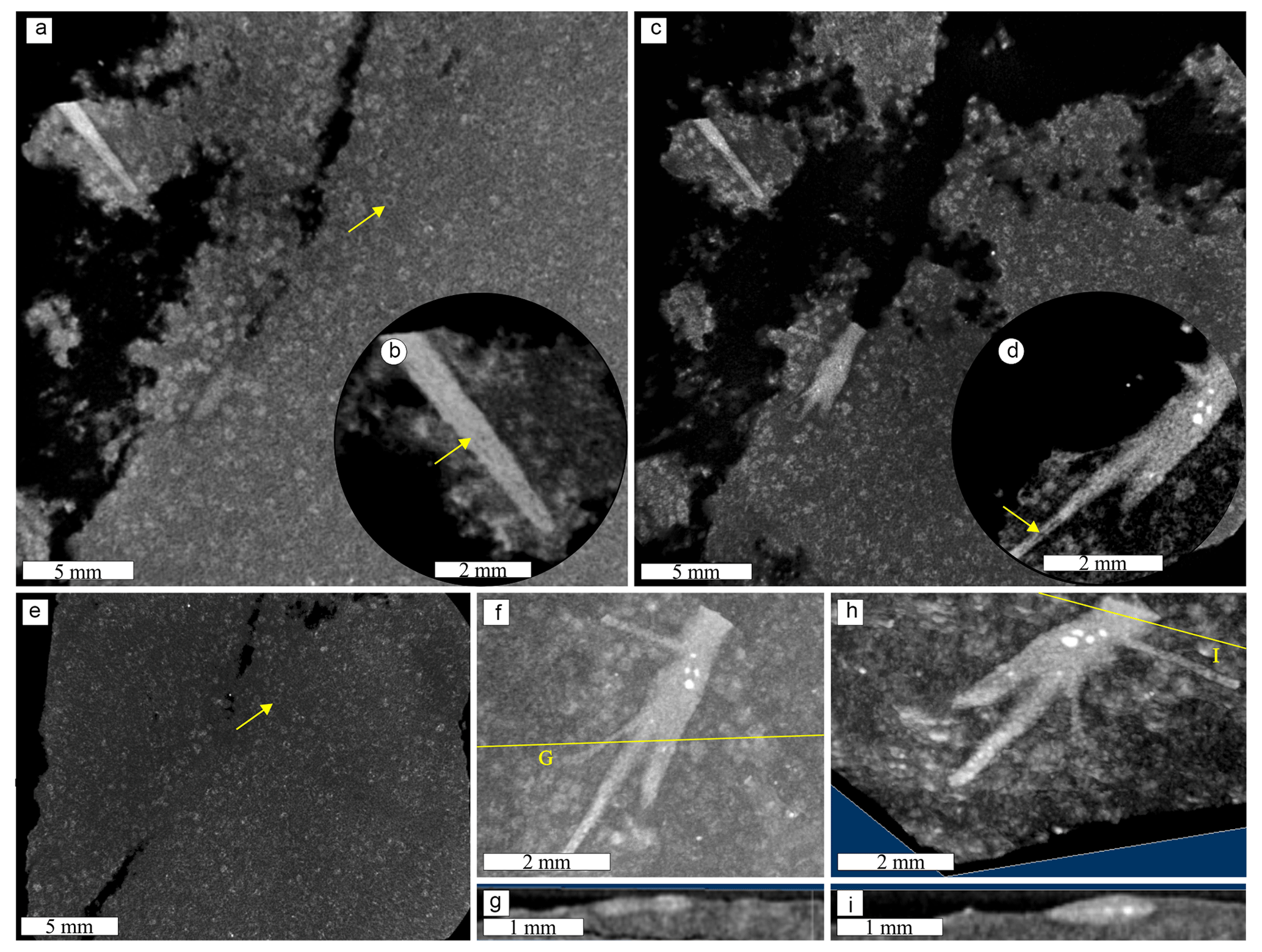 BG - Deciphering the origin of dubiofossils from the Pennsylvanian of the  Paraná Basin, Brazil