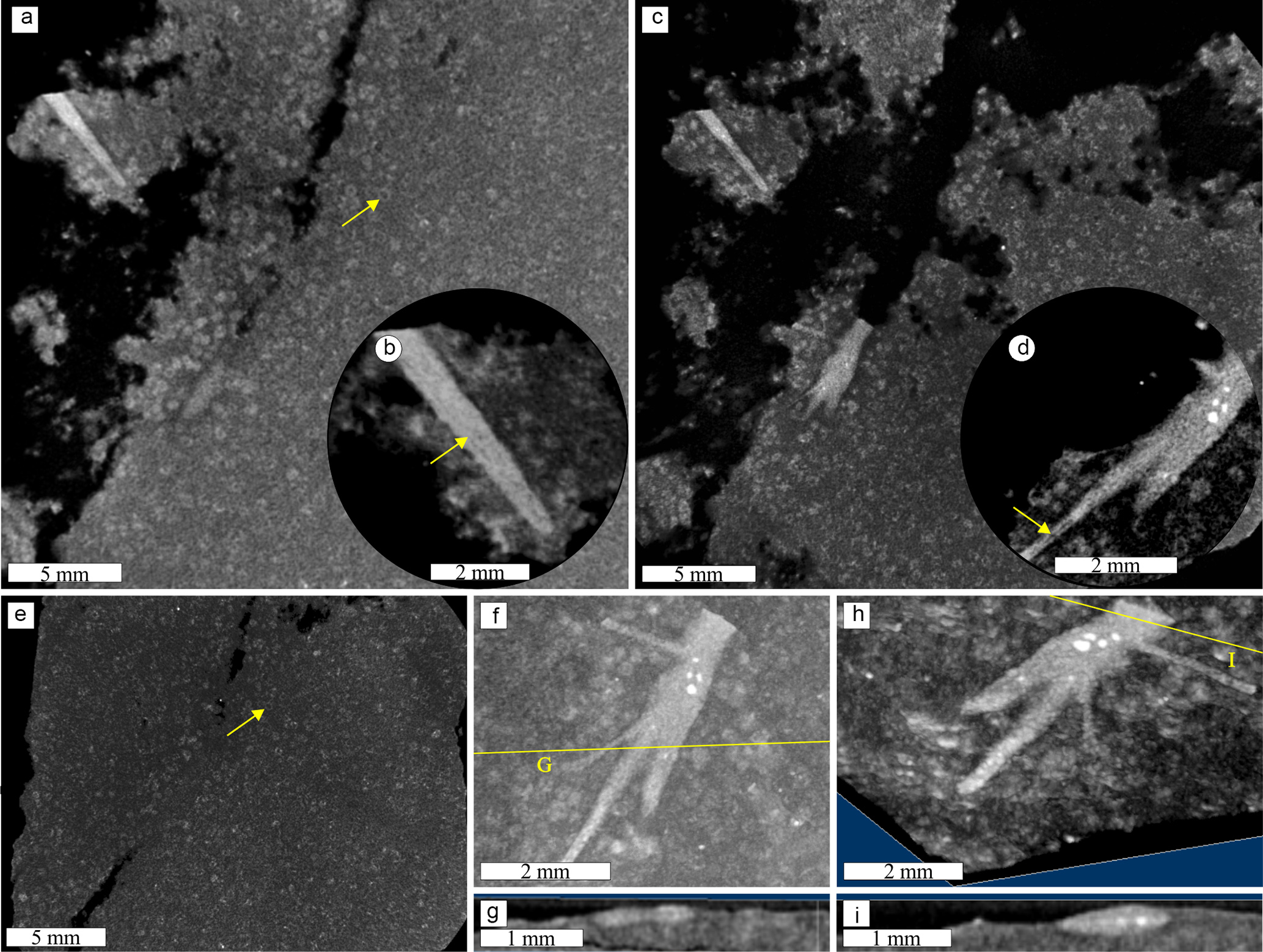 BG - Deciphering the origin of dubiofossils from the Pennsylvanian of the  Paraná Basin, Brazil