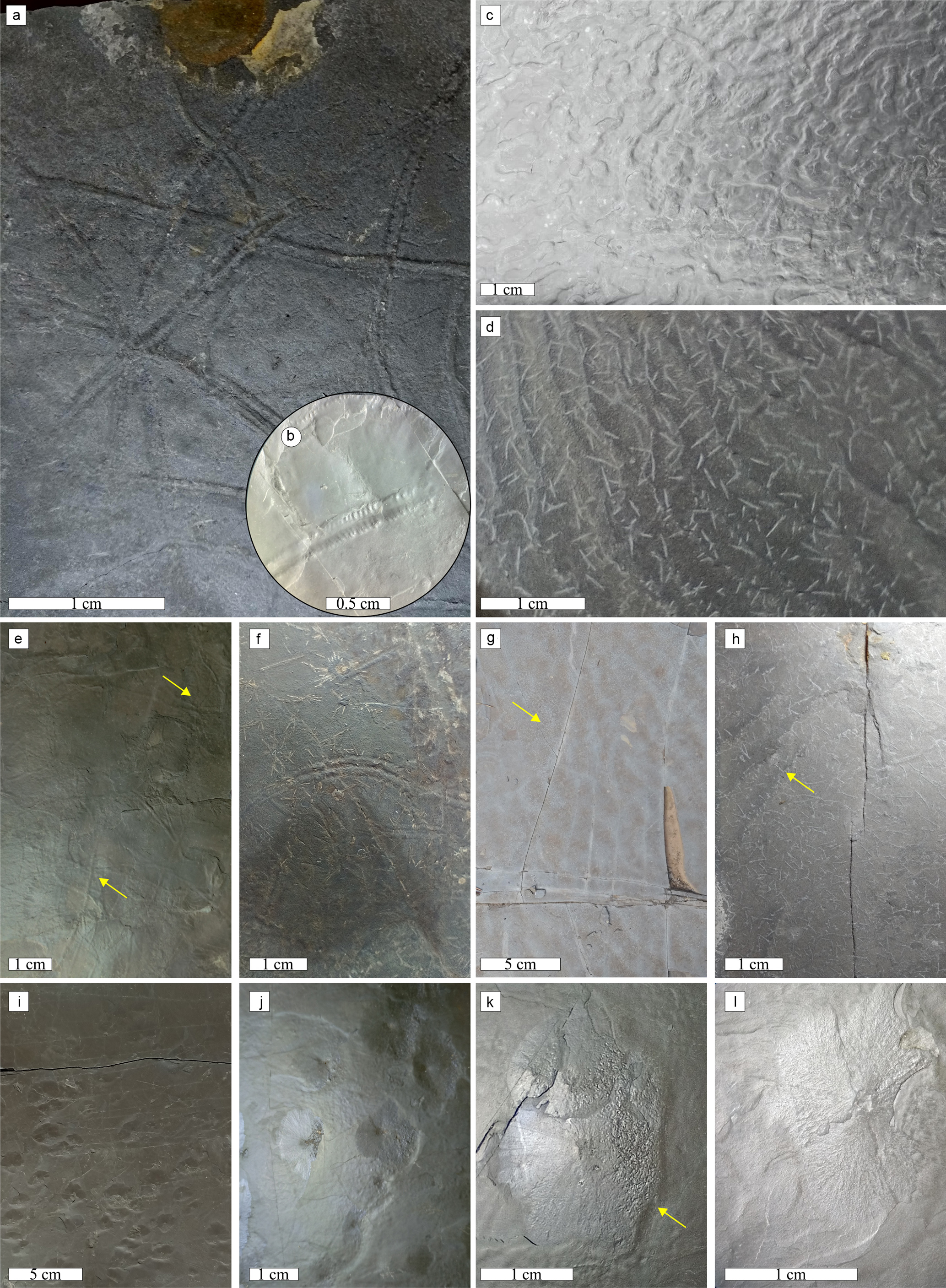 BG - Deciphering the origin of dubiofossils from the Pennsylvanian of the  Paraná Basin, Brazil