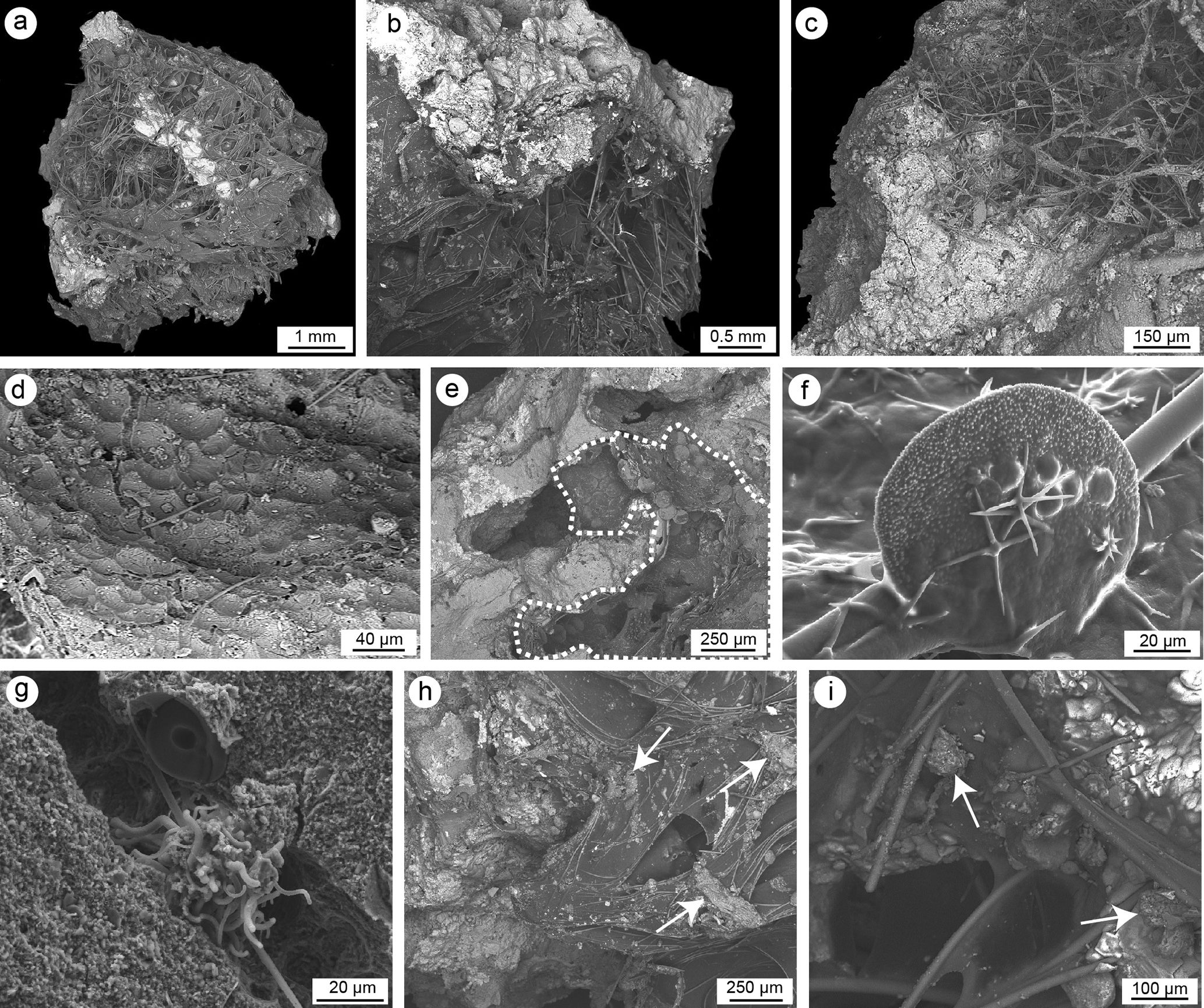 PDF) Degradative Calcification of a Modern Siliceous Sponge from the Great  Bahama Bank, The Bahamas: A Guide for Interpretation of Ancient  Sponge-Bearing Limestones